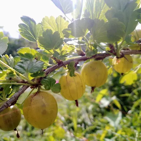 Paysan La Prunelle Pailhes (Ariege)